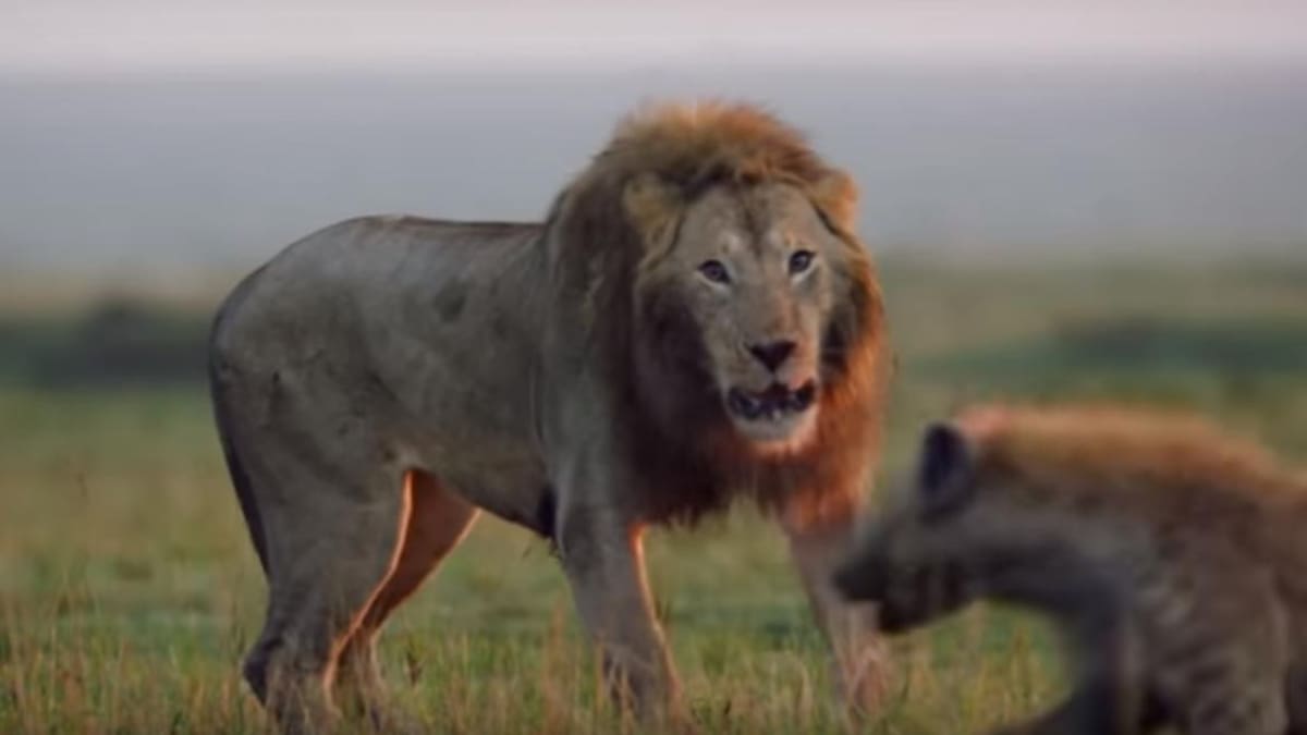 Video león es atacado por hienas