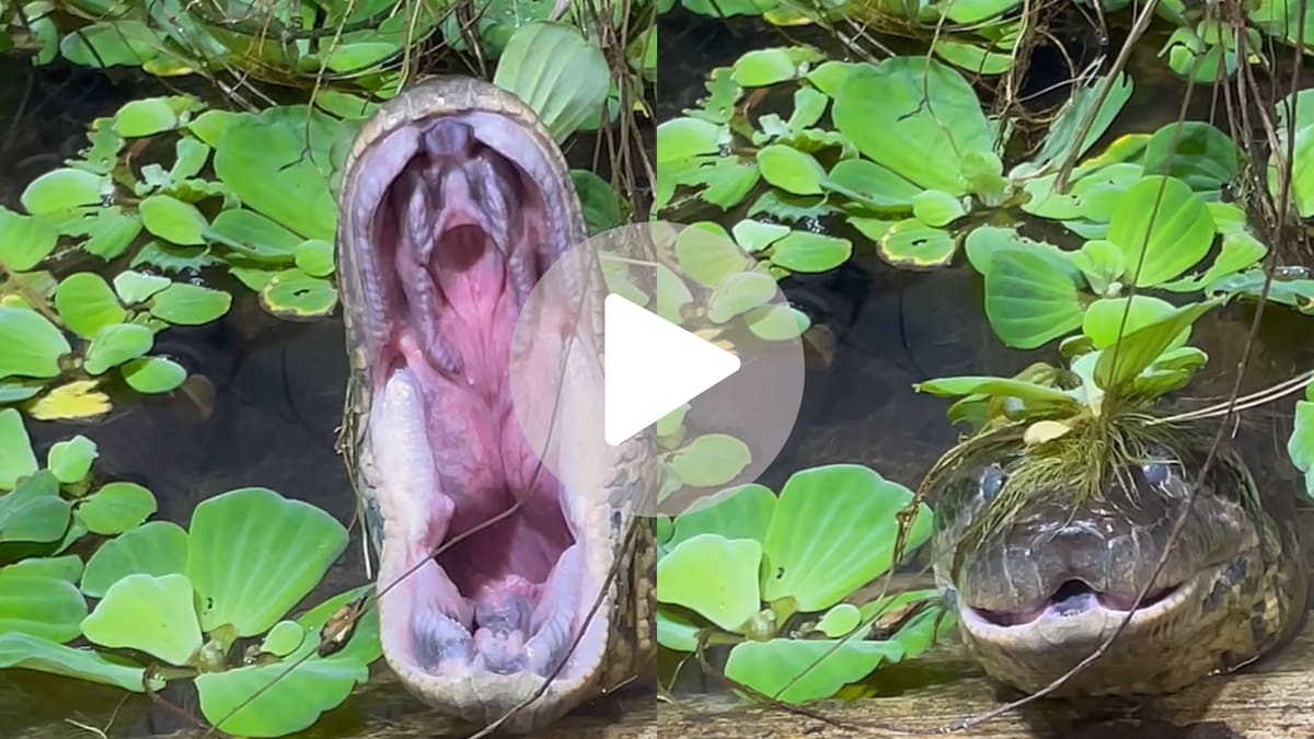 Parece un bostezo, pero es una señal escalofriante: captan la reacción de una anaconda tras alimentarse de sus presas