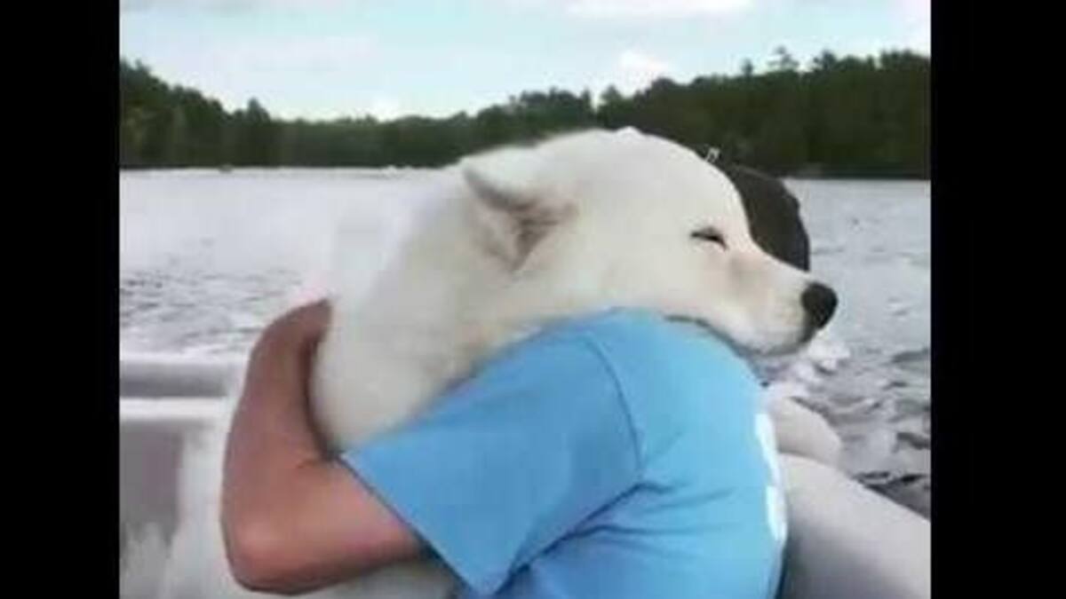 Video viral - animales