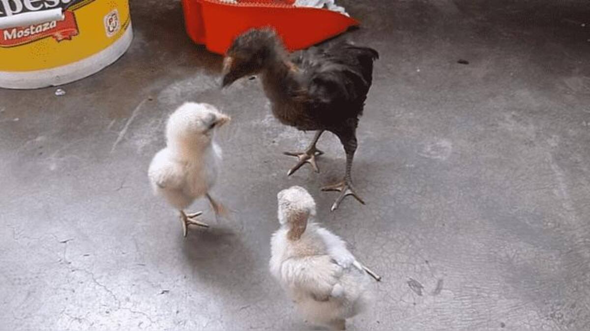 Video viral - gallina y pollitos