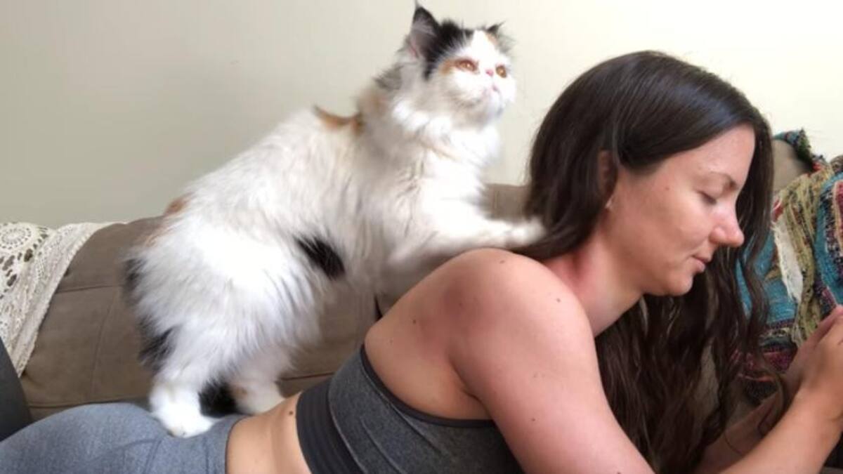 Video viral: gato masajista