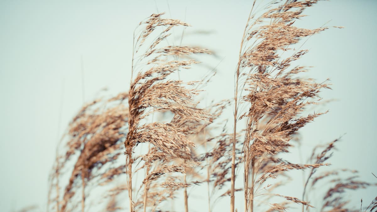 El fenómeno de La Niña afectaría al campo argentino. Foto: Unsplash