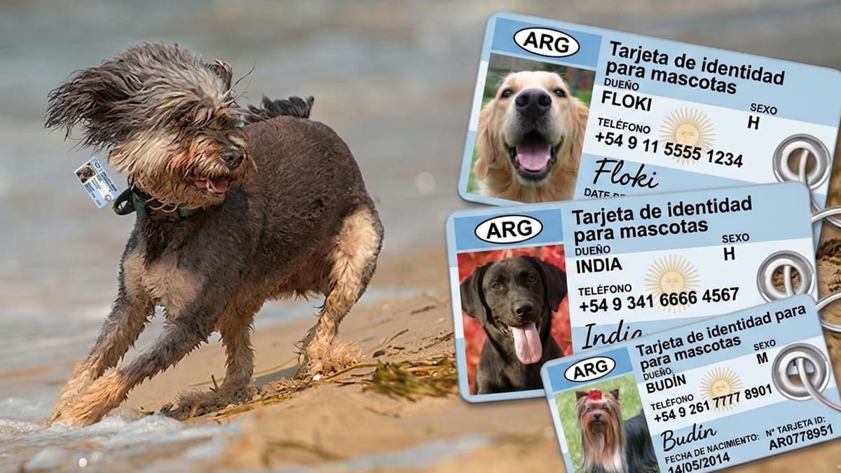 Un municipio aprobó el DNI para perros y gatos: habrá multas para quienes no los registren