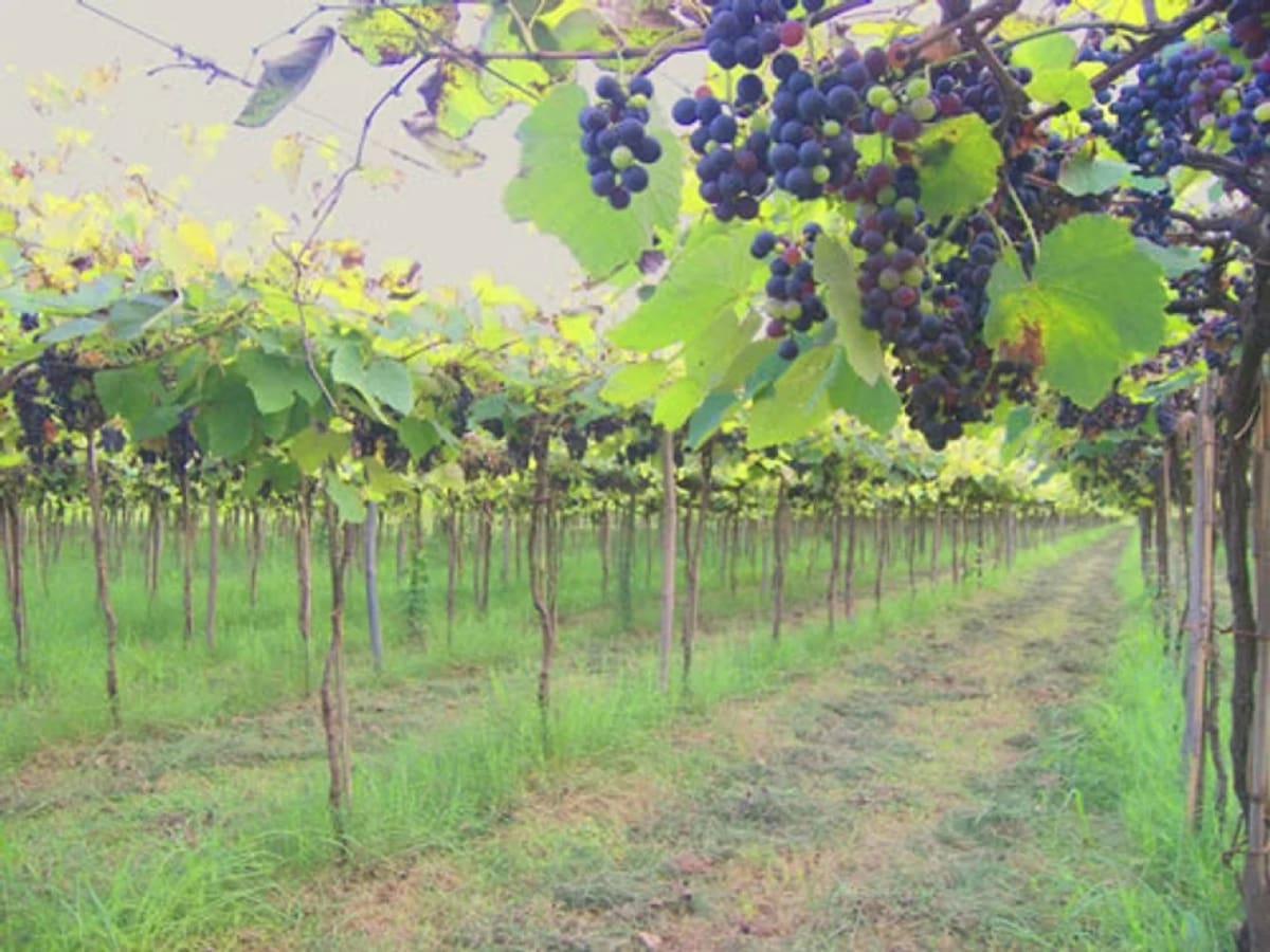 Viñedo Vino de la Costa. Fuente: Municipio de Berisso