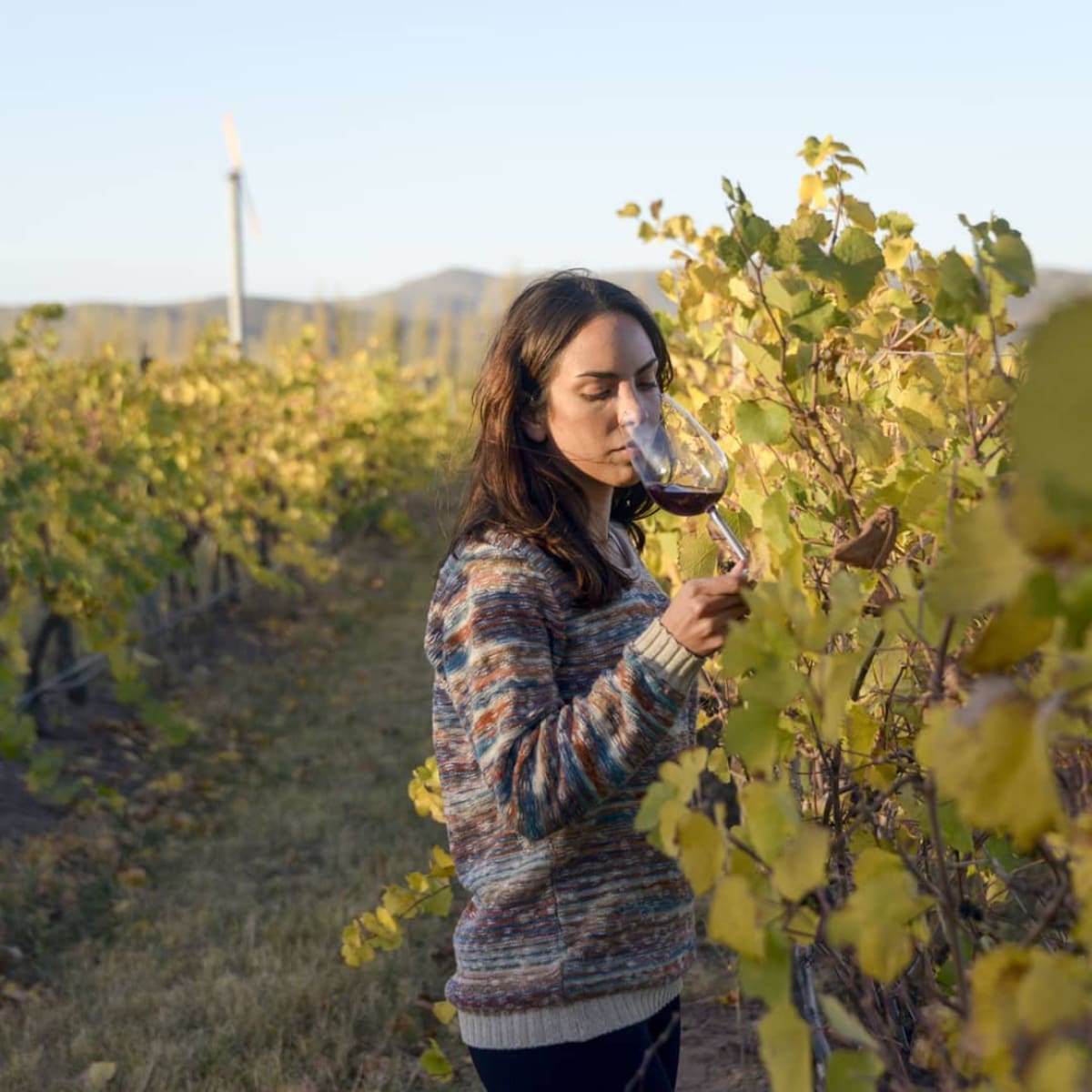 Viñedo y degustación - foto @bodegasaldungaray oficial