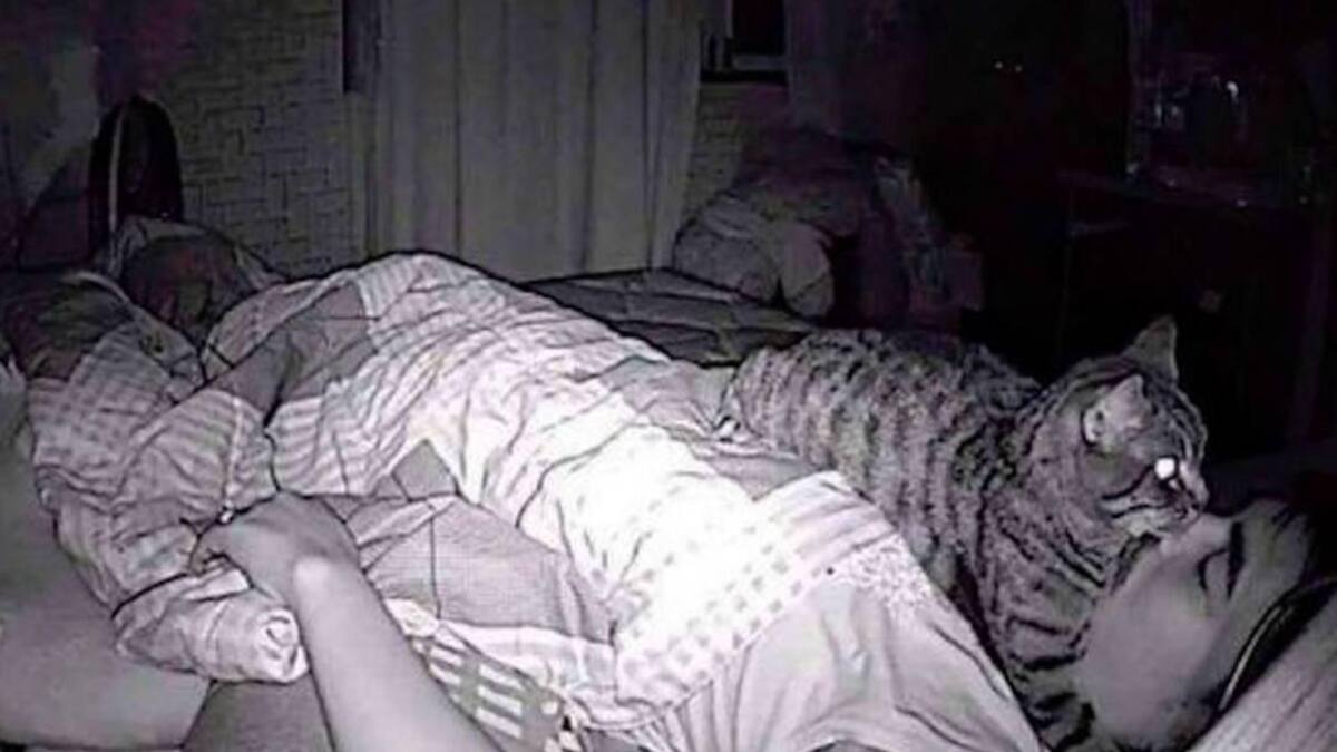 Viral, gato "asfixiando" a dueño