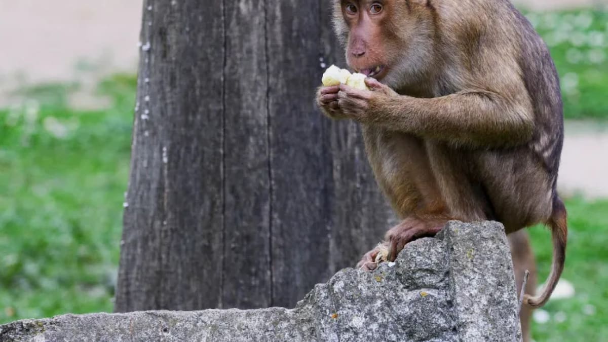 Virus B; monos. Foto: Reuters.