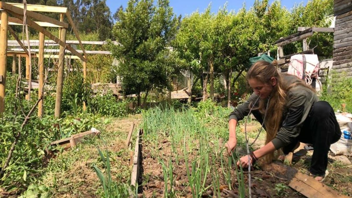 La propuesta ubicada cerca de Matanzas, incluye desayuno, almuerzo, excursiones y horarios flexibles. La convocatoria está abierta a viajeros solos, parejas y dúos que quieran sumarse a tareas de huerta, jardinería y mantenimiento rural.