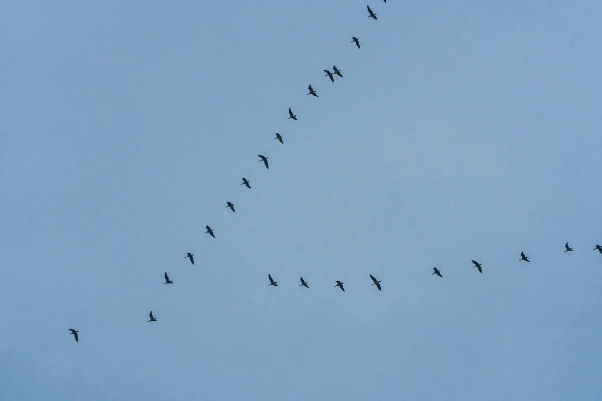 Vuelo en V de pájaros. Foto: Unsplash.
