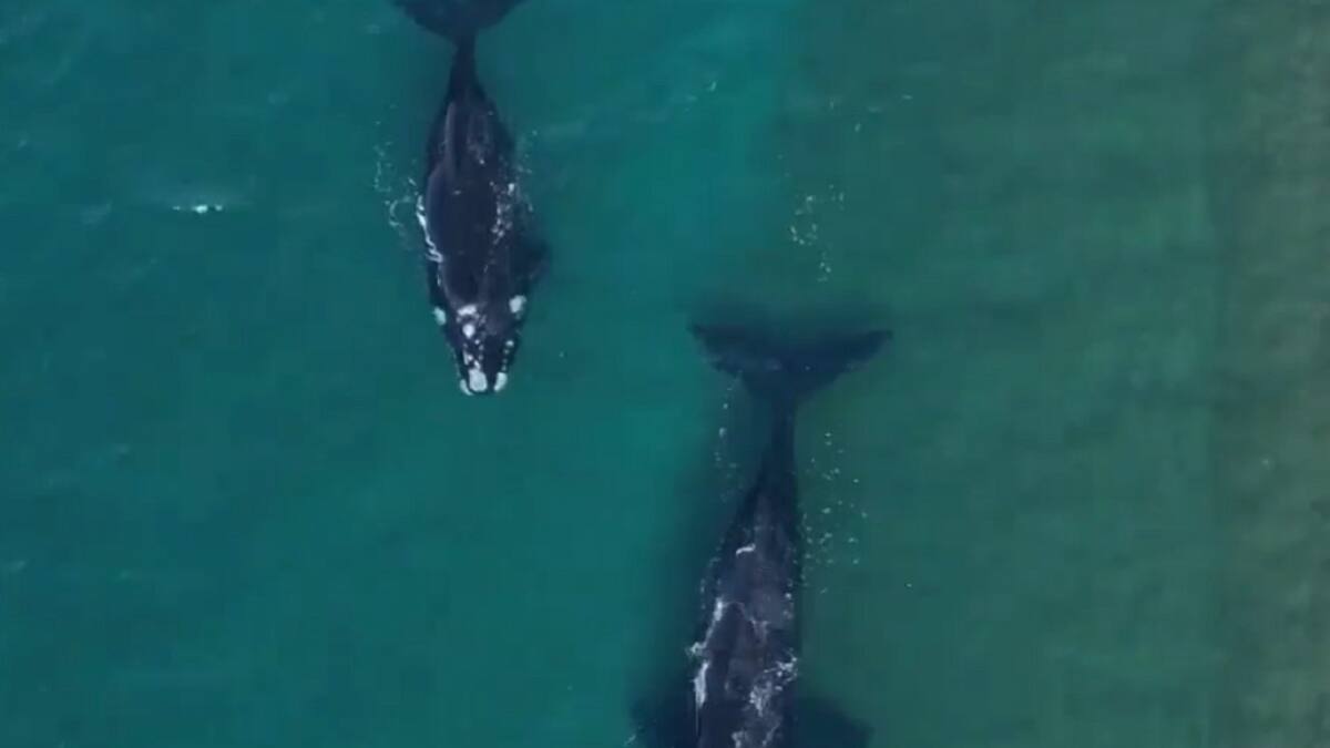 Vuelven las ballenas en Península Valdés. Foto: captura Ruptly.