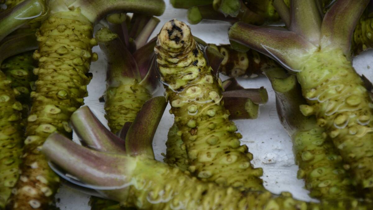 Wasabi, el condimento para la memoria. Foto: Unsplash