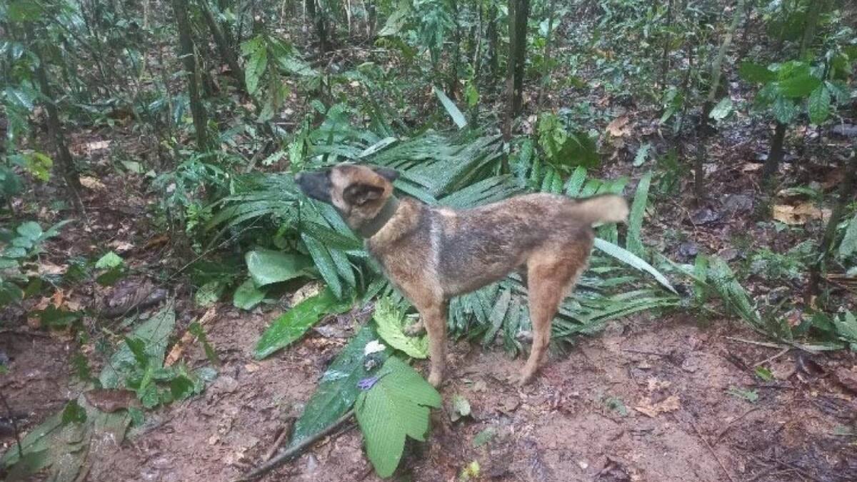Wilson, el perro clave en el hallazgo con vida de los cuatro niños en Colombia. Foto: Twitter.