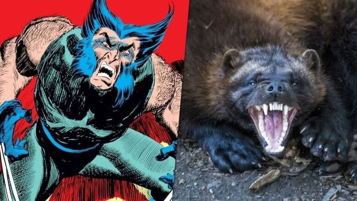 Wolverine fue inspirado en un animal en peligro de extinción. Fuente: Disney