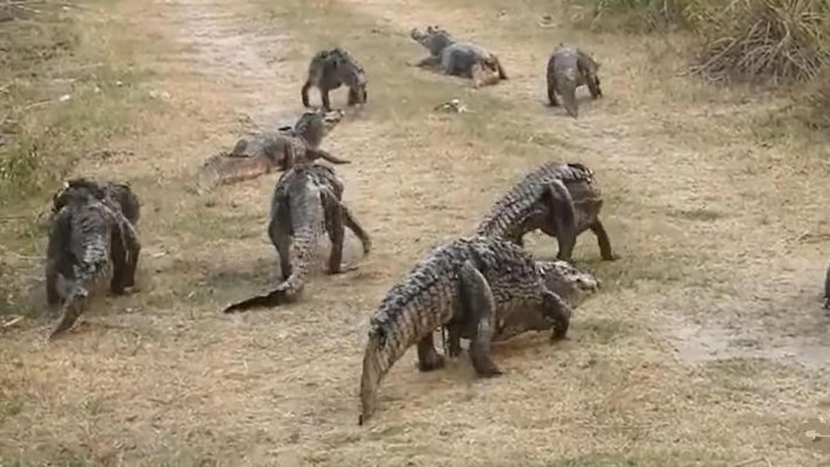 Yacarés escapan en medio de los incendios en Corrientes