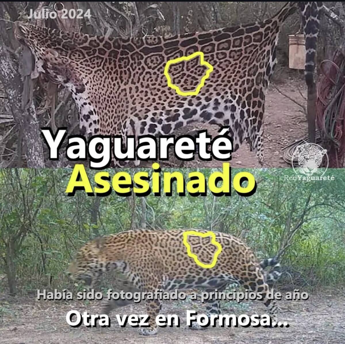 Yaguareté asesinado en Formosa. Foto: Fundación Red Yaguareté