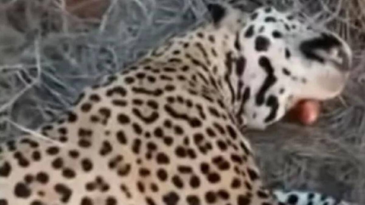 Yaguareté cazado. Foto: captura.