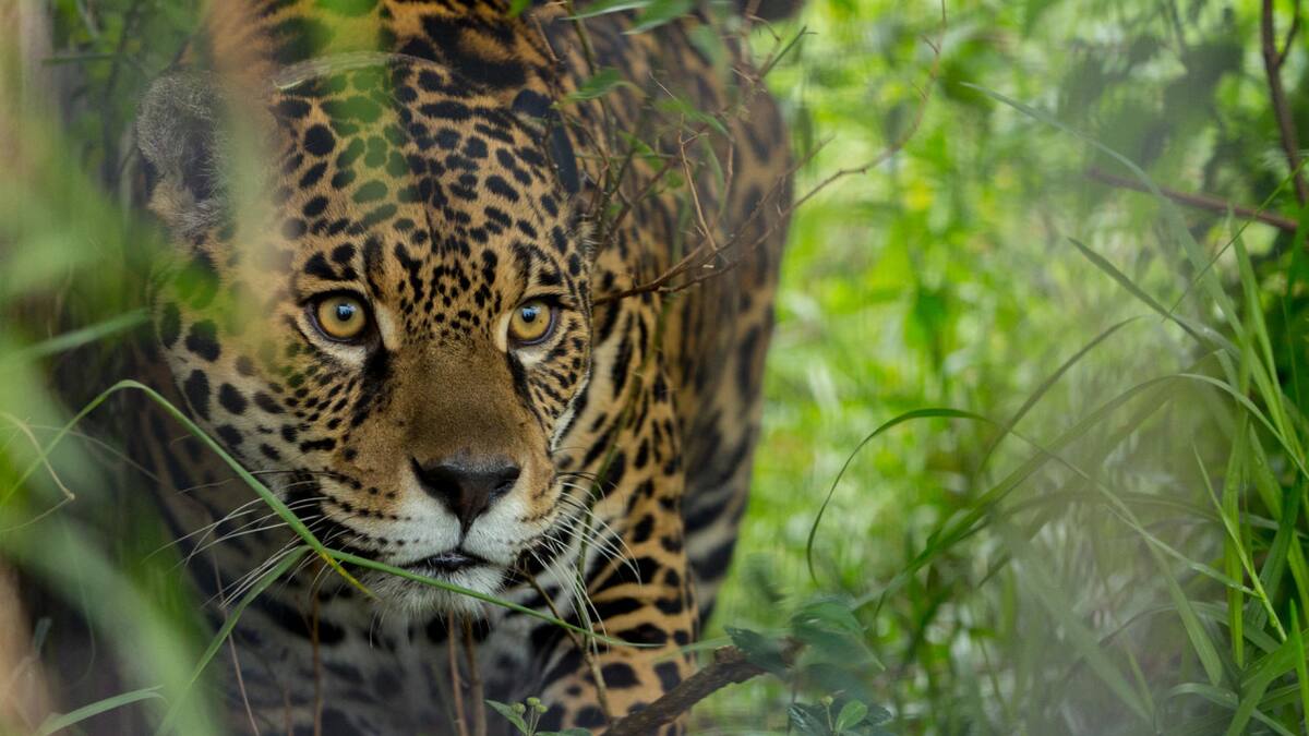 Yaguareté en Corrientes. Foto: EFE.