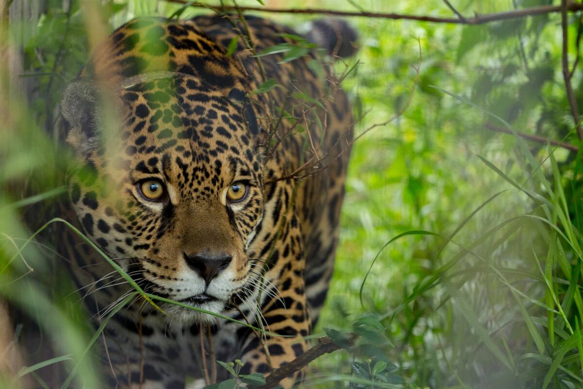 Yaguareté en Corrientes. Foto: EFE.