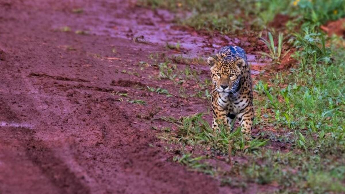 Yaguareté. Foto: Red Yaguareté (Adrián Heredia).