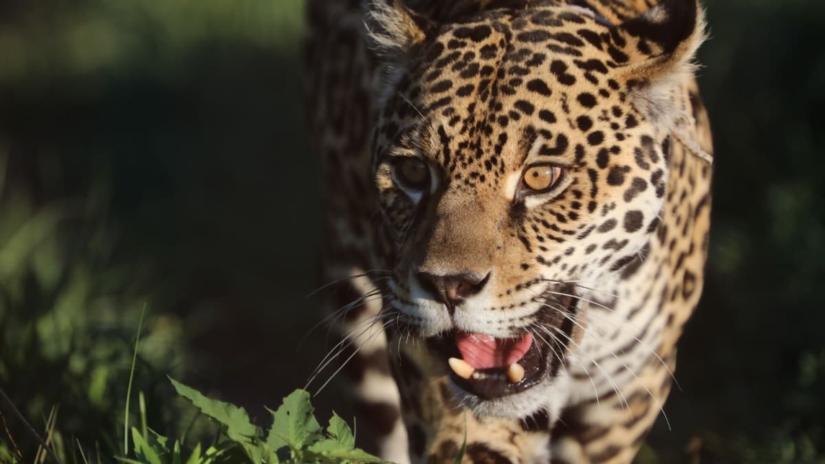 Caza del yaguareté: Greenpeace le pidió a la Corte Suprema detener la extinción de la especie