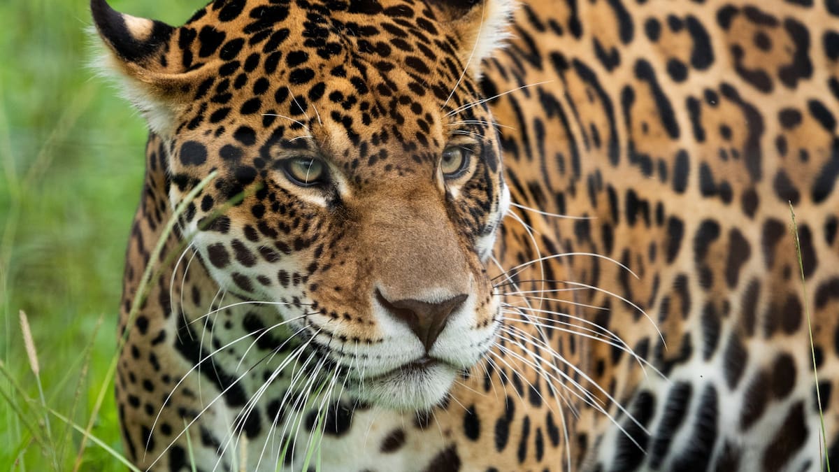Sorpresa en Iberá: por primera vez lograron filmar a un yaguareté en un sendero turístico
