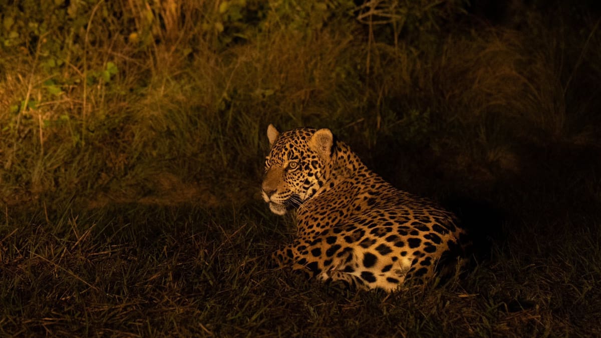 Yaguareté. Foto: X/@RewildingArg