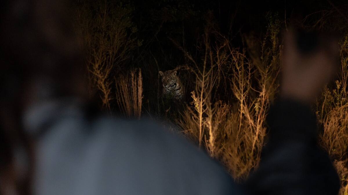 Yaguareté. Foto: X/@RewildingArg