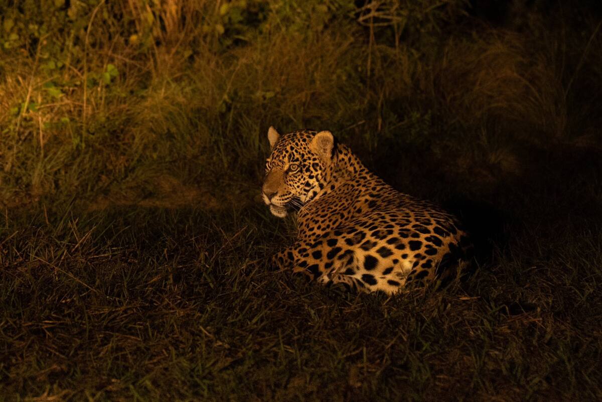 Yaguareté. Foto: X/@RewildingArg