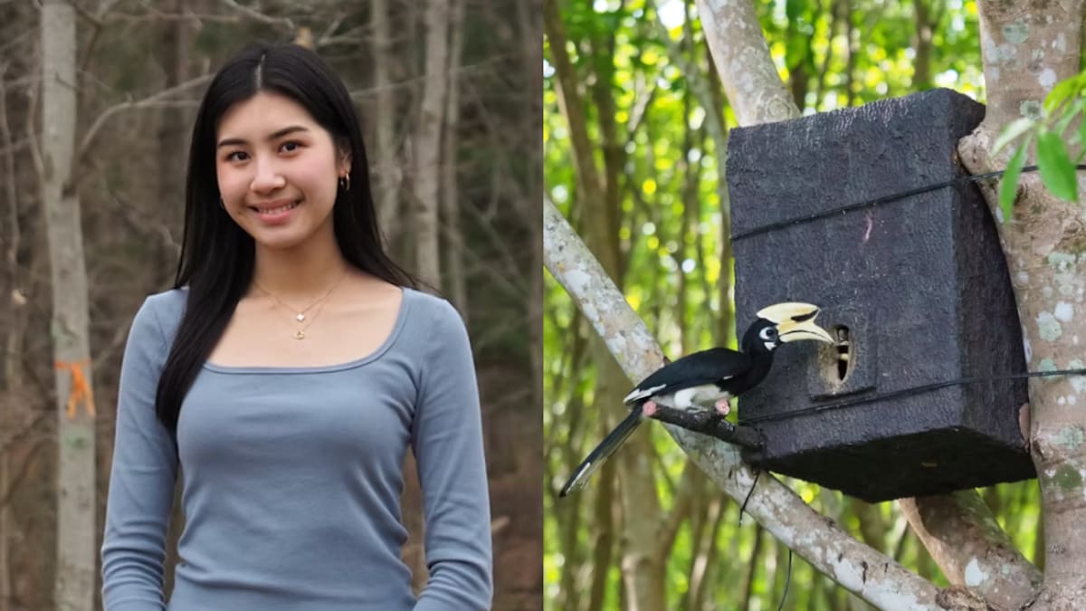 Tiene 17 años y creó nidos con botellas de plástico para salvar a una de las aves más amenazadas: ya nacieron 14 polluelos