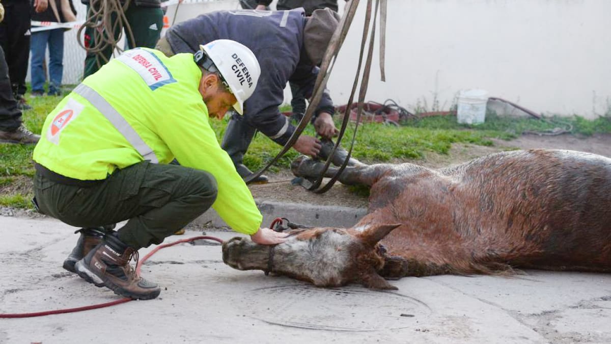 Yegua rescatada en Mar del Plata. Foto: NA.