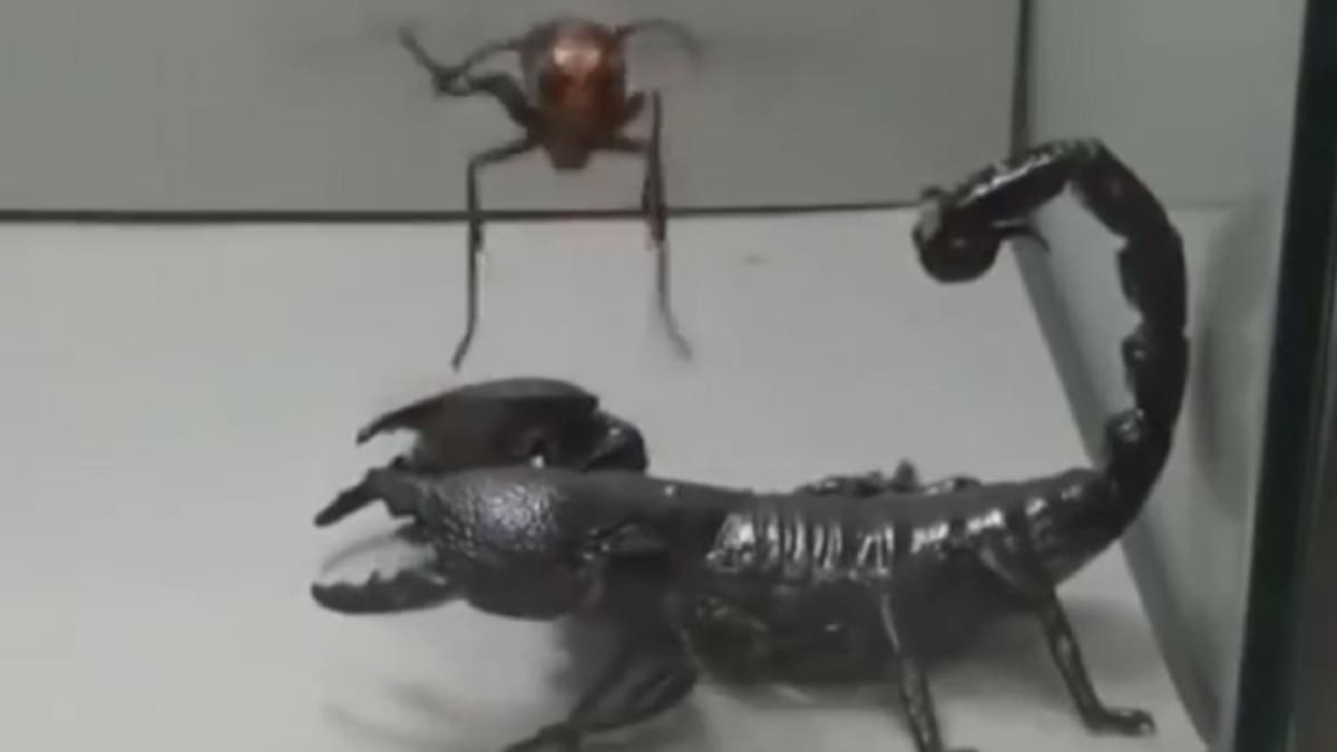 YouTube: duelo a muerte entre escorpión y avispa
