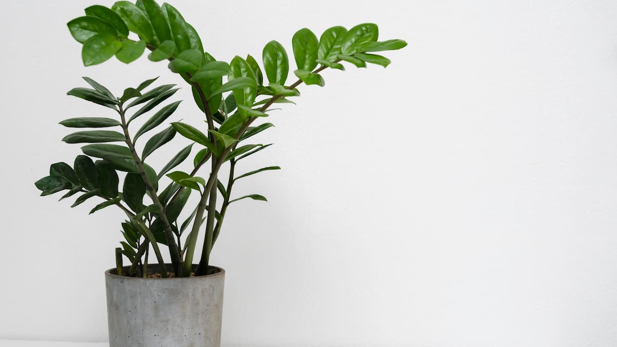 Zamioculca: la planta que da prosperidad