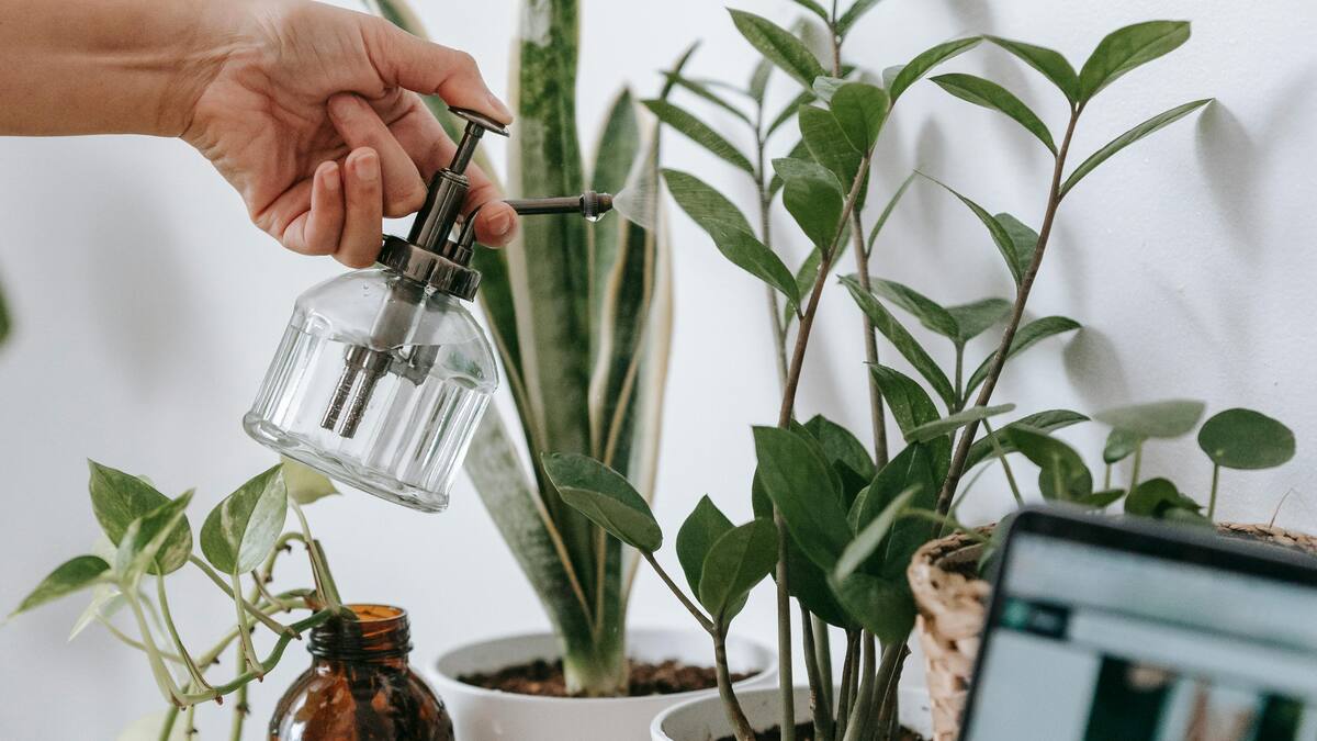 Zamioculca zamiifolia