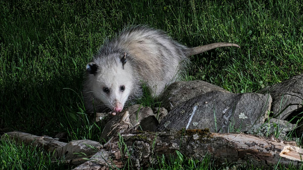 Zarigüeya. Foto Unsplash.