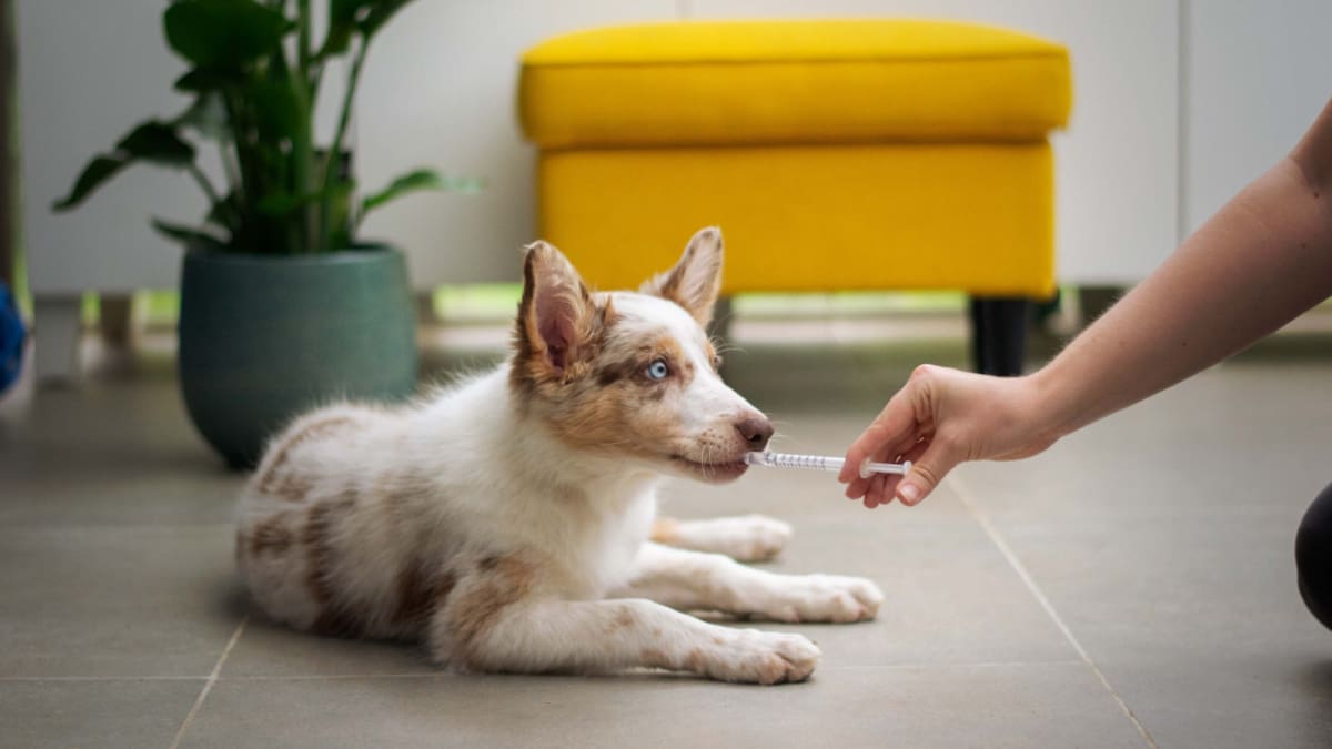 Zoonosis. Foto: Unsplash.