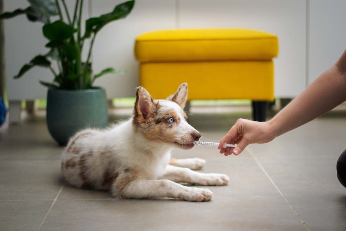 Zoonosis. Foto: Unsplash.