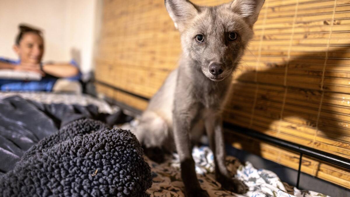 Zorritos. Foto: EFE.