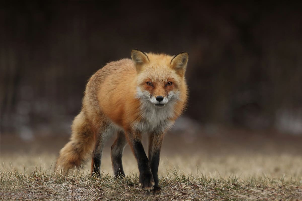 Zorro, animal. Foto: Unsplash.