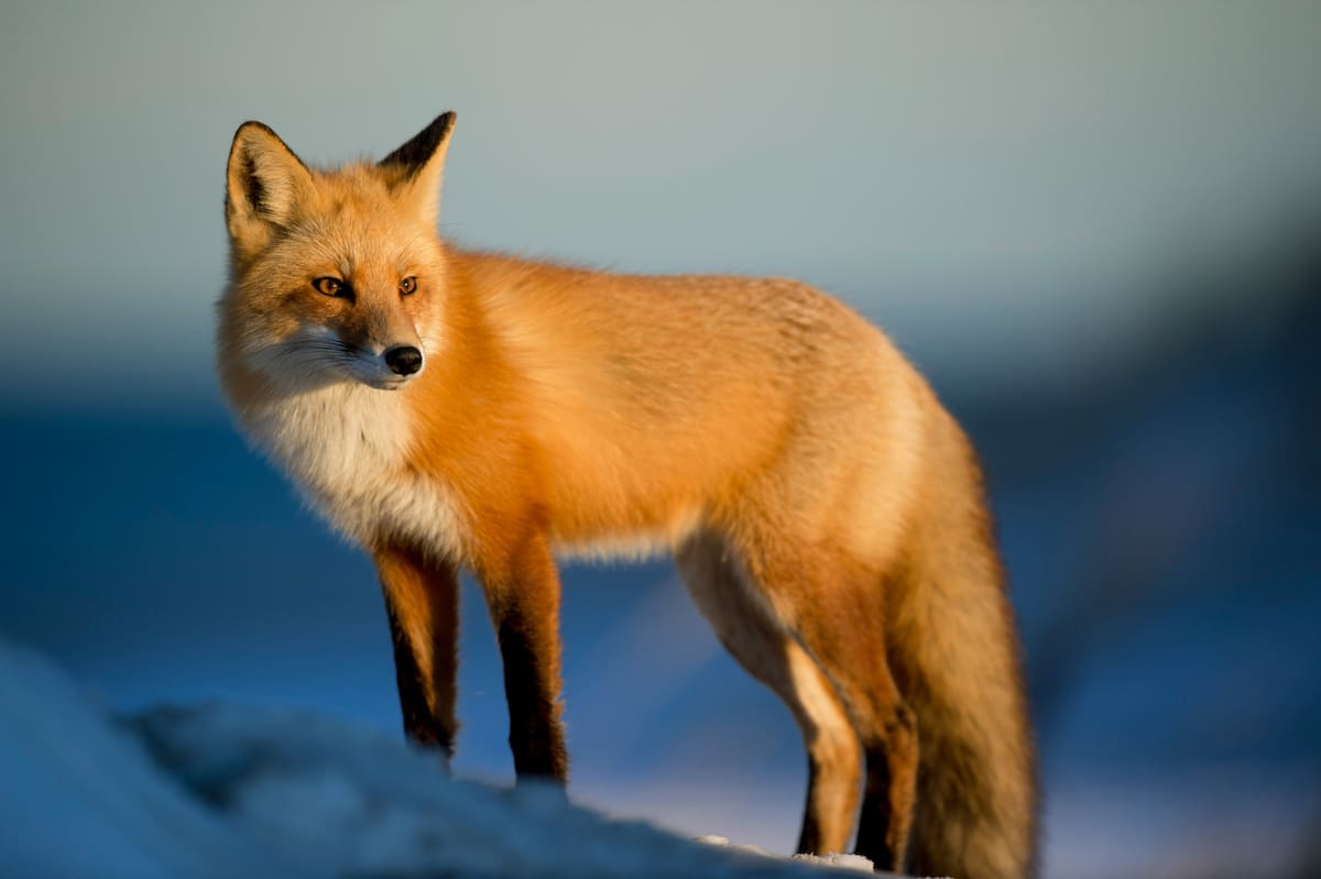 Zorro, animal. Foto: Unsplash