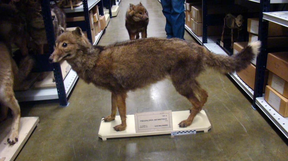 "Zorro de Malvinas", especie extinta a finales del siglo XIX. Foto: Wikipedia.