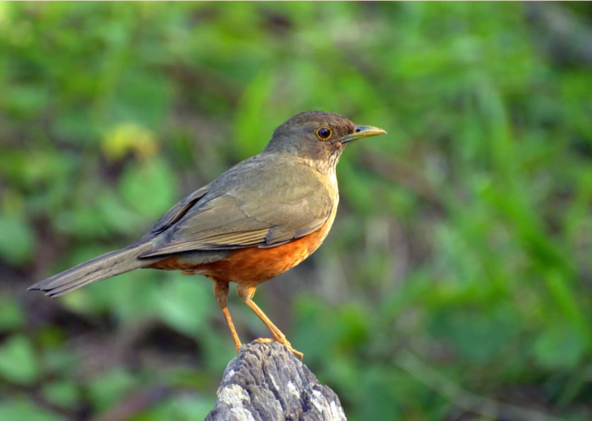 Zorzal Colorado. Foto: Aves Exóticas.