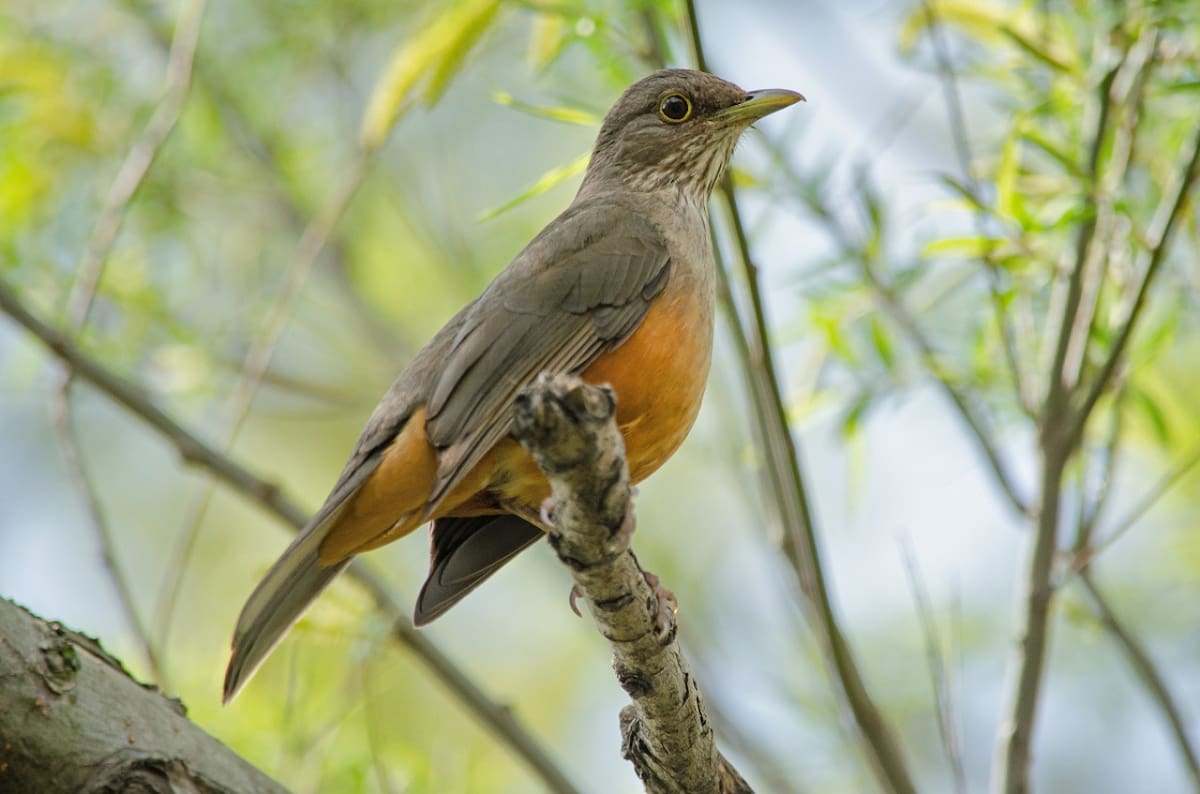 Zorzal. Foto: Buenos Aires Ciudad.