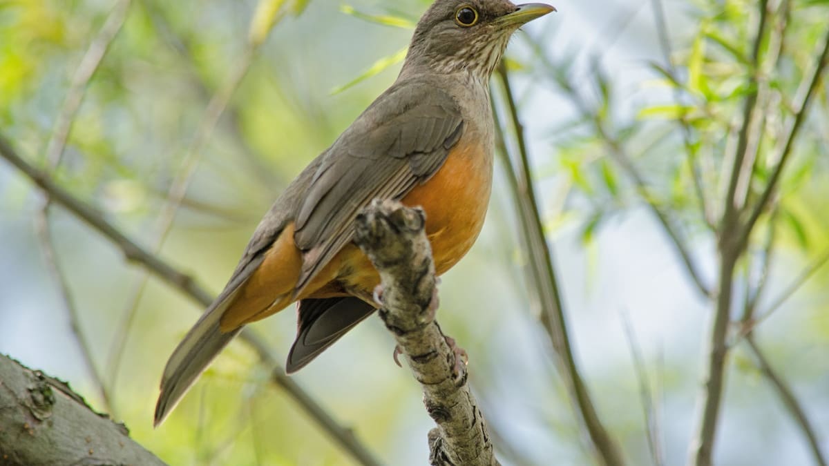Zorzal Colorado. Foto: Buenos Aires Ciudad.